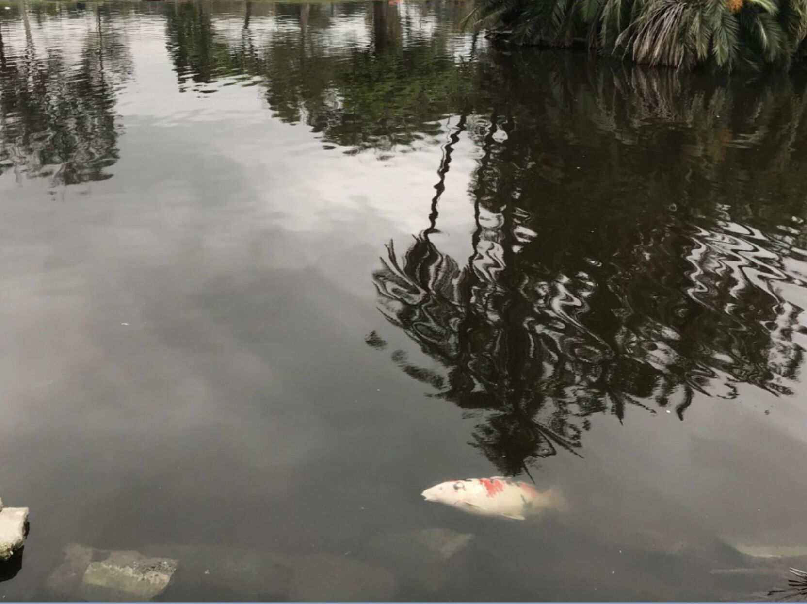 Dead fish in Lincoln Park Lake, cropped